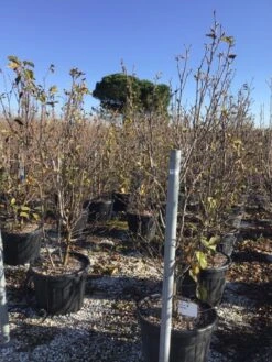 Beverboom (Magnolia 'Genie') -Directplant Winkel magnoliagenie02