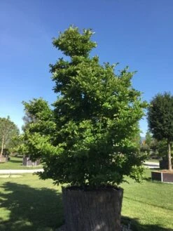 Beverboom (Magnolia Loebneri 'Leonard Messel') -Directplant Winkel magnolialeonardmessel01