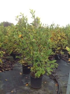 Beverboom (Magnolia Loebneri 'Leonard Messel') -Directplant Winkel magnolialeonardmessel02