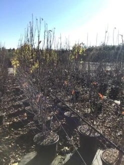 Roze Stermagnolia (Magnolia Stellata 'Rosea') -Directplant Winkel magnoliastellatarosea01