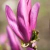 Meerstammige Beverboom (Magnolia 'Susan') -Directplant Winkel magnoliasusanbloei
