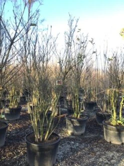 Meerstammige Beverboom (Magnolia 'Susan') -Directplant Winkel magnoliasusanmeerstammig