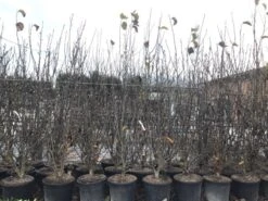 Beverboom, Struik (Magnolia Susan) -Directplant Winkel magnoliasusanwinter