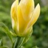 Beverboom (Magnolia Brooklynensis 'Yellow Bird') 2 Beverboom (Magnolia Brooklynensis 'Yellow Bird') -Directplant Winkel magnoliayellowbird01