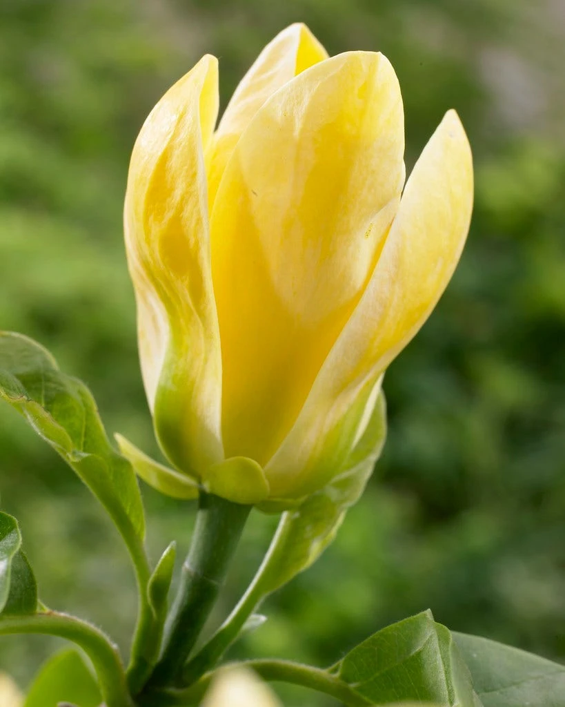 Beverboom (Magnolia Brooklynensis 'Yellow Bird') 3 Beverboom (Magnolia Brooklynensis 'Yellow Bird')