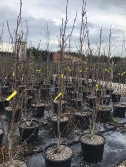 Beverboom (Magnolia Brooklynensis 'Yellow Bird') 7 Beverboom (Magnolia Brooklynensis 'Yellow Bird') -Directplant Winkel magnoliayellowbird02 1