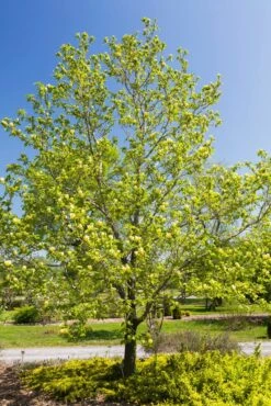 Beverboom (Magnolia Brooklynensis 'Yellow Bird') 6 Beverboom (Magnolia Brooklynensis 'Yellow Bird') -Directplant Winkel magnoliayellowbirdvi02
