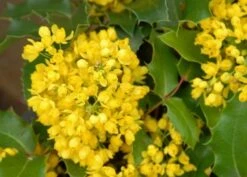 Mahoniestruik (Mahonia Aquifolium 'Apollo') 15 Mahoniestruik (Mahonia Aquifolium 'Apollo') -Directplant Winkel mahonia apollo bloei