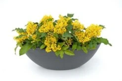 Mahoniestruik (Mahonia Aquifolium 'Apollo') -Directplant Winkel mahonia apollo toepassing 1