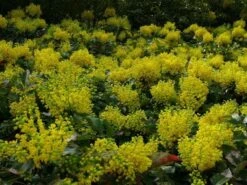 Mahoniestruik (Mahonia Aquifolium 'Apollo') 17 Mahoniestruik (Mahonia Aquifolium 'Apollo') -Directplant Winkel mahonia apollo toepassing 1 2