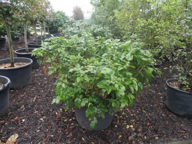 Mahoniestruik (Mahonia Aquifolium 'Apollo') 11 Mahoniestruik (Mahonia Aquifolium 'Apollo') - Afbeelding 9