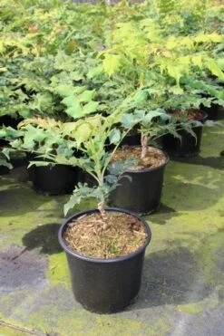 Chinese Mahoniestruik (Mahonia Bealei) -Directplant Winkel mahonia bealei 1