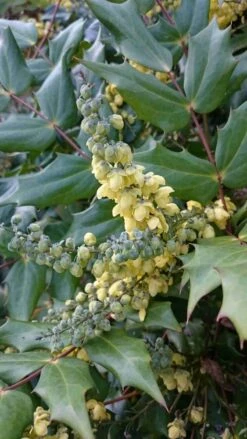 Mahoniestruik (Mahonia Japonica) -Directplant Winkel mahonia japonica 1 1