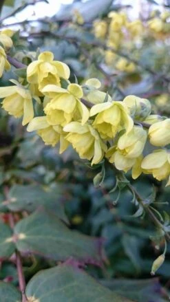 Mahoniestruik (Mahonia Japonica) -Directplant Winkel mahonia japonica 3