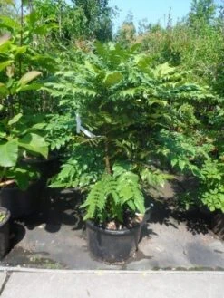 Mahoniestruik (Mahonia Media 'Charity') -Directplant Winkel mahonia media charity 125 150 1