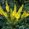 Mahoniestruik (Mahonia Media 'Winter Sun') -Directplant Winkel mahoniawintersun01 2
