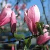 Beverboom (Magnolia 'Heaven Scent') -Directplant Winkel mahscent 9 1