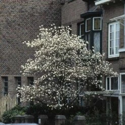 Beverboom (Magnolia Kobus) -Directplant Winkel makobus 16 1