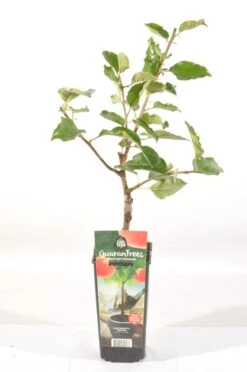 Appelboom (Malus Domestica 'Jonagold') 7 Appelboom (Malus Domestica 'Jonagold') -Directplant Winkel malus dom. jonagold rp2l handappel laat zachtzuur