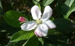 Appelboom (Malus Domestica 'Elstar') -Directplant Winkel maluselstarbloesem01 2