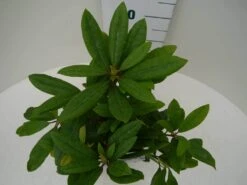 Rhododendron (Rhododendron 'Marcel Menard') 26 Rhododendron (Rhododendron 'Marcel Menard') -Directplant Winkel marcel mennard c2 boven 2