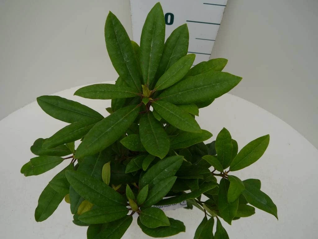 Rhododendron (Rhododendron 'Marcel Menard') 7 Rhododendron (Rhododendron 'Marcel Menard') - Afbeelding 5