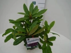 Rhododendron (Rhododendron 'Marcel Menard') 27 Rhododendron (Rhododendron 'Marcel Menard') -Directplant Winkel marcel mennard c2 zij 2