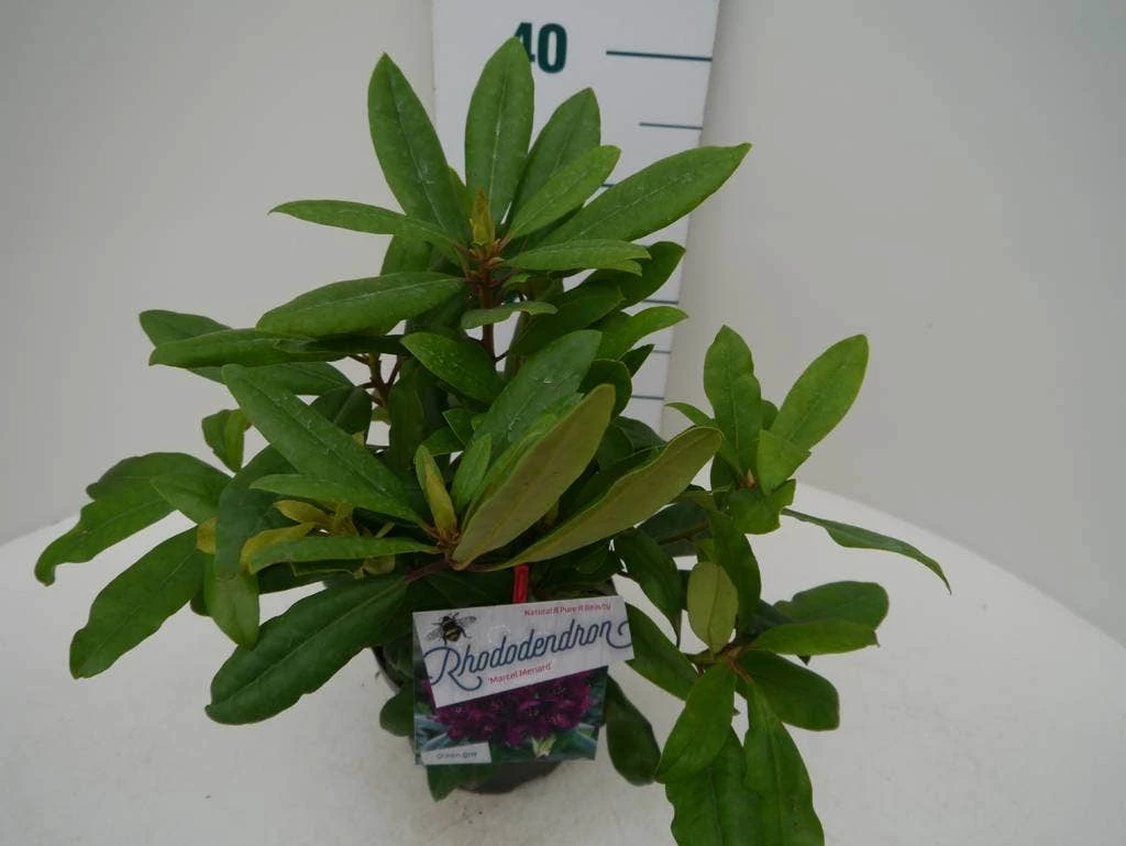 Rhododendron (Rhododendron 'Marcel Menard') 8 Rhododendron (Rhododendron 'Marcel Menard') - Afbeelding 6