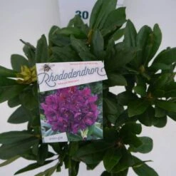 Rhododendron (Rhododendron 'Marcel Menard') 28 Rhododendron (Rhododendron 'Marcel Menard') -Directplant Winkel marcel mennard c5 boven 2