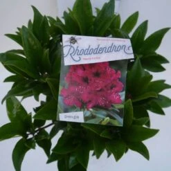 Rhododendron (Rhododendron 'Marie Forte') -Directplant Winkel marie forte c5 boven 2