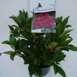 Rhododendron (Rhododendron 'Marie Forte') -Directplant Winkel marie forte c5 zij 3