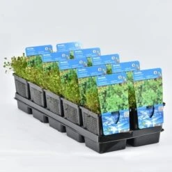 Klaverbladvaren (Marsilea Quadrifolia) -Directplant Winkel marsilea quadrifolia 11x11 20180404095211