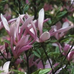 Beverboom, Struik (Magnolia Susan) -Directplant Winkel masusan 10