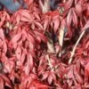 Japanse Esdoorn (Acer Palmatum 'Skeeter's Broom') -Directplant Winkel mebr00226