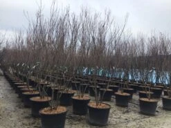 Meerstammige Kornoelje (Cornus Kousa 'Milky Way') -Directplant Winkel meerstamcornusmilkyway