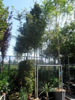 Mispel (Mespilus Germanica) -Directplant Winkel mespilus germanica 12 14 16ho cont