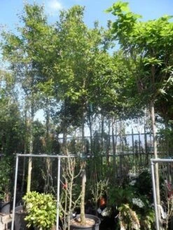 Mispel (Mespilus Germanica) -Directplant Winkel mespilus germanica 18 20ho cont