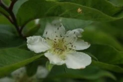 Mispel (Mespilus Germanica) -Directplant Winkel mespilus germanica 3