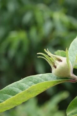 Mispel (Mespilus Germanica) -Directplant Winkel mespilus germanica 5