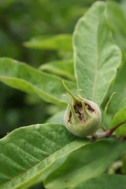 Mispel (Mespilus Germanica) -Directplant Winkel mespilus germanica 6