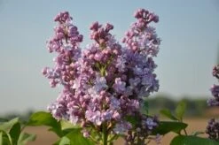 Sering (Syringa Vulgaris 'Michel Buchner') -Directplant Winkel michel buchner 1