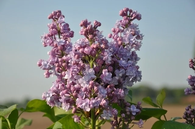 Sering (Syringa Vulgaris 'Michel Buchner') 5 Sering (Syringa Vulgaris 'Michel Buchner') - Afbeelding 3