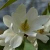Michelia 'Fairy Magnolia White' 1 Michelia 'Fairy Magnolia White' -Directplant Winkel michelia fairy magnolia blush 2 2