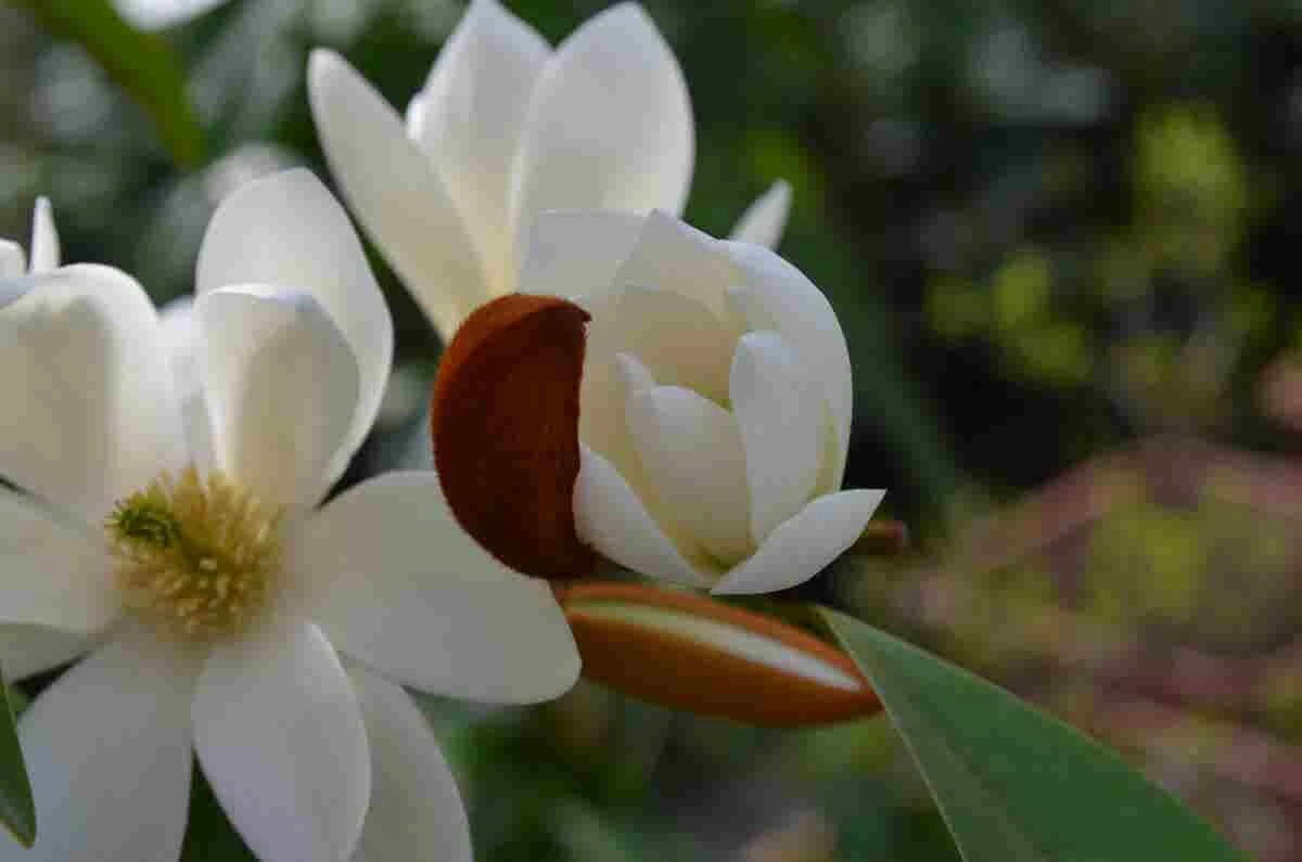 Michelia 'Fairy Magnolia White' 4 Michelia 'Fairy Magnolia White' - Afbeelding 2