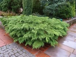 Valse Jeneverbes (Microbiota Decussata) -Directplant Winkel microbiota decussata