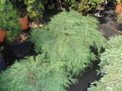 Valse Jeneverbes (Microbiota Decussata) 8 Valse Jeneverbes (Microbiota Decussata) -Directplant Winkel microbiota decussata 60 80 c12 1