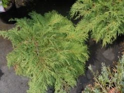 Valse Jeneverbes (Microbiota Decussata) 7 Valse Jeneverbes (Microbiota Decussata) -Directplant Winkel microbiota decussata c5 1