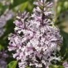 Dwergsering (Syringa Patula 'Miss Kim') -Directplant Winkel miss kim 1