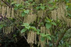 Staartaar (Stachyurus Praecox) -Directplant Winkel moja00872 1 1 1