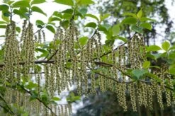 Staartaar (Stachyurus Praecox) -Directplant Winkel moja00886 1 1